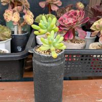 乙女心,植中毒,信楽狸倶楽部の画像
