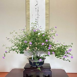 ランタナ,コバノランタナ,盆栽,雑木盆栽,和室の画像