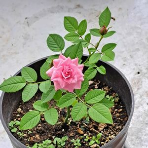 ミニバラ,ミニバラ,薔薇の挿し木,ピンク色,ピンクのミニバラの画像