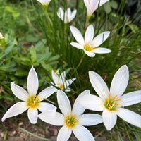 ゼフィランサス,ゼフィランサス,花壇の片隅での画像