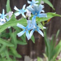 鉢植えの画像