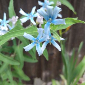 鉢植えの画像