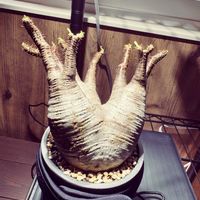 パキポディウム・グラキリス,塊根植物とか,植木鉢。,成長記録,記録の画像