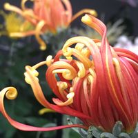 キク,オレンジ好き,今日のお花,重陽の節句の画像