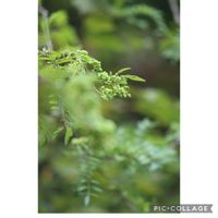 山椒,元気をありがとう٩( ᐛ )و,散歩,山野草,楽しい散策の画像