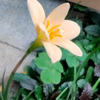 ゼフィランサス,庭の花,花のある暮らし,小庭,植物大好きの画像