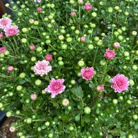 キク,ガーデンマム,今日のお花,ガーデニング初心者,ハクサンの画像