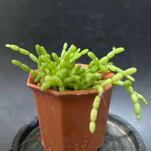 多肉植物,着生植物,リプサリス属,珍奇植物,ビザールプランツの画像
