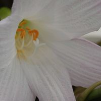 ゼフィランサス,ゼフィランサス,ハブランサス,ハブランサス,我が家のお花たちの画像