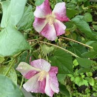 ワタ,ワタ,綿花,綿花,ガーデニングの画像