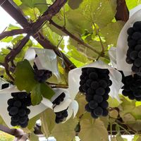 スイカ,キャンベル アーリー,キャンベル アーリー,畑の野菜。,畑の収穫野菜の画像
