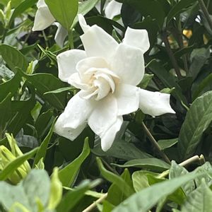 キキョウ,クチナシ,苔(コケ),水草いろいろ,メダカ達の画像