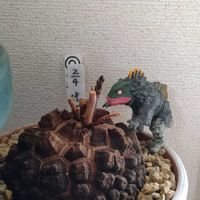 亀甲竜,パキポディウム・グラキリス,錦サンゴ,錦サンゴ,ドルステニア・フォエチダの画像