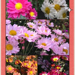キク,小菊,グレビリア,グレビリア　ピグミーダンサー,地植えの画像