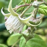 ラズベリー,ラズベリー,小さな花,白い花,癒しの画像