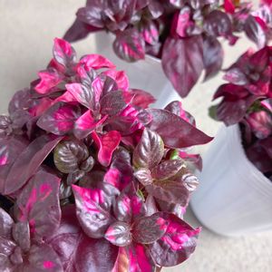 アルテルナンテラ　ピンクスプラッシュ,アルテルナンテラ　ピンクスプラッシュ,寄せ植え,ギャザリング寄せ植え,ギャザリングの画像