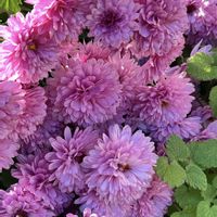 アリッサム,キク,今日のお花の画像
