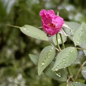 バラ,ピンクの花,実家の花,ピンクのバラ♡,ばら バラ 薔薇の画像