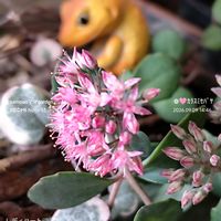 ハートカズラ斑入り《レディハート》,カラスミセバヤ,多肉植物,꒰ღ˘◡˘ற꒱かわゅ~,雑貨好き♡の画像