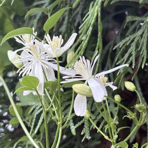 センニンソウ,小さな花,可愛い,山野草,白い花の画像