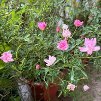 ミニバラ,ジャスミン,朝顔,ミニひまわり,なすの画像