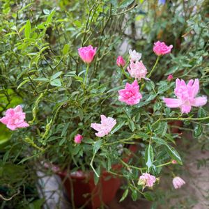 ミニバラ,ジャスミン,朝顔,ミニひまわり,なすの画像