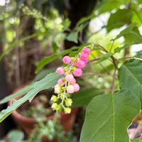 ジュズサンゴ,小さな実,花のある暮らし,初秋,小花好きの画像