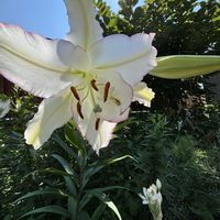 カサブランカ,ニラの花,夏ｷﾞｸ,夏ギク　黄色,白い花の画像