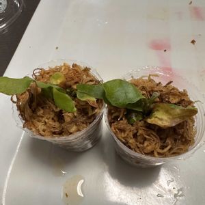 P.Ginka,多肉植物,植中毒, コウモリラン , ビカクシダの画像
