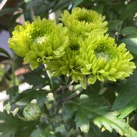 ゼラニウム,アゲハ,菊（マム）,菊（マム）,アゲハ蝶の画像