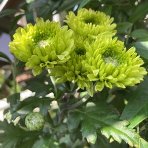 ゼラニウム,アゲハ,菊（マム）,菊（マム）,アゲハ蝶の画像