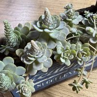 子持ち蓮華,多肉植物,ロゼット,緑のある暮らし,ベンケイソウ科の画像