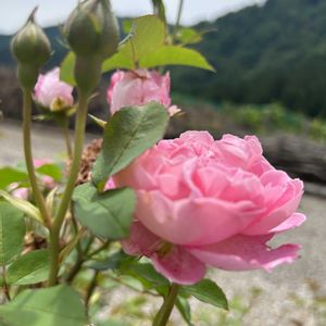 バラ,GSのみなさんに感謝♡,GSミニモニ。,バラと夢CLUB,チーム岐阜の画像