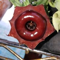 ガガイモ,多肉植物,かわいい,ガガイモ科,珍奇植物の画像