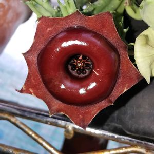 ガガイモ,多肉植物,かわいい,ガガイモ科,珍奇植物の画像