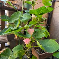 綿（わた）,ベランダの画像