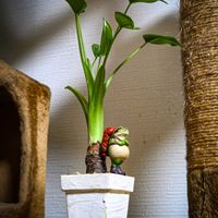 アロカシア,アロカシア タイニーダンサー,アロカシア属の画像