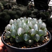 ハオルチア,ハオルチア 玉手箱,多肉植物,ハオルチア属,ハオルシア属     の画像