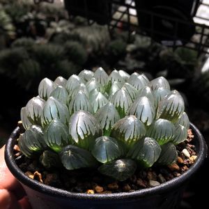 ハオルチア,ハオルチア 玉手箱,多肉植物,ハオルチア属,ハオルシア属     の画像