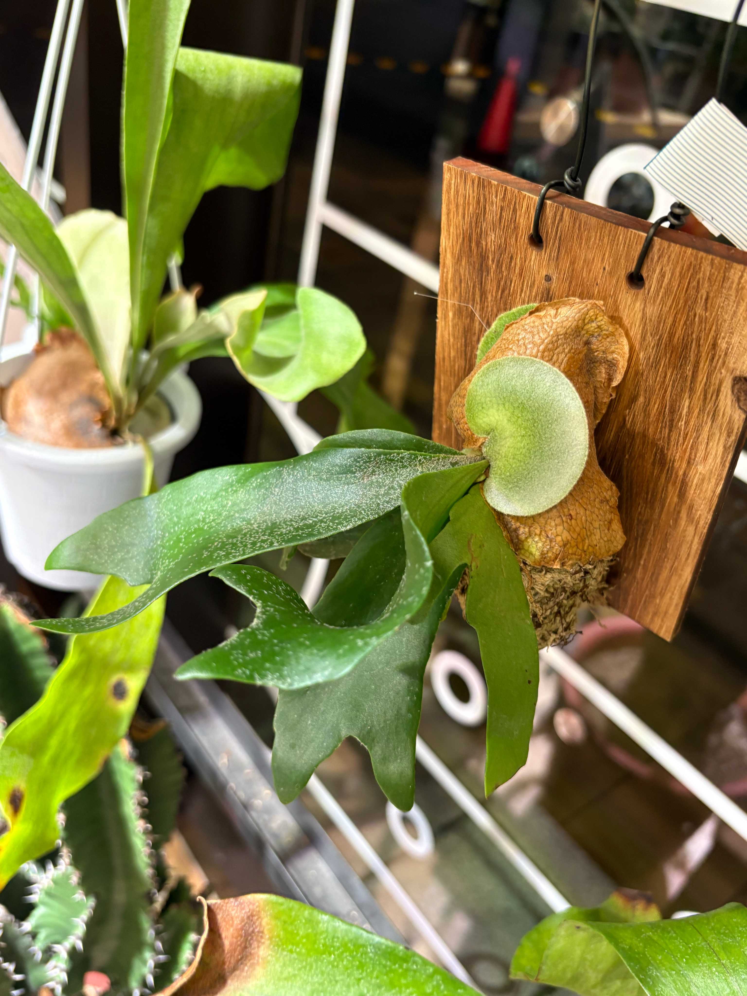 成長点の向き ビカクシダの森