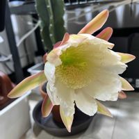サボテン,サボテンの花の画像