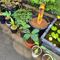 ジャボチカバ,三尺バナナ,旅人の木,チャメロプス フミリス セリフェラ,チユウキンレン(地湧金蓮)の画像