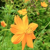 キバナコスモスの画像