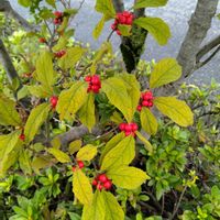ウメモドキ,赤い実,お出掛け先,街路樹の植え込みの画像