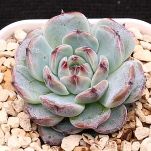 ハオルチア,多肉植物,エケベリア属,ハオルチア属,多肉大好きの画像