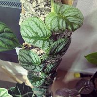 モンステラデュビア,クライマー　プランツ,珍奇植物,植中毒,バルコニストの画像