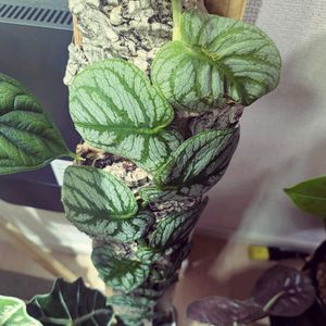 モンステラデュビア,クライマー　プランツ,珍奇植物,植中毒,バルコニストの画像