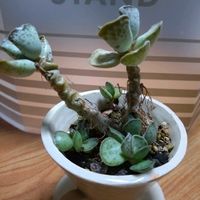 アドロミスクス属,アドロミスクス属,アドロミスクス 天錦章,？,多肉植物の画像