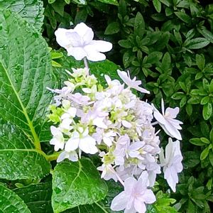 ガクアジサイ,イロハモミジ,シュウメイギク（秋明菊）,ゼフィランサス(白),可愛い❤の画像