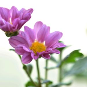 キク,夏菊　小菊,切り花,サンゴ,今日のお花の画像